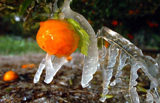 Oranges during the recent freeze, Altoona, Florida