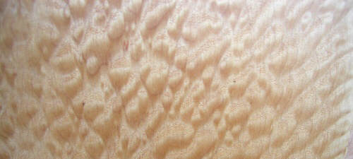 Bigleaf maple with a crazy pattern